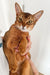 Abyssinian kitten Charlie with golden-brown fur held by loving human hands