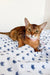 Abyssinian kitten Charlie lounging on colorful patterned fabric