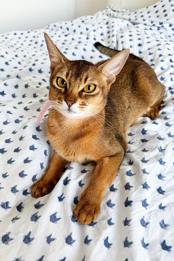 Abyssinian kitten lounging on cute polka-dot fabric for Charlie product