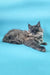 Fluffy gray Maine Coon cat in the Charlie Maine Coon Kitten product display