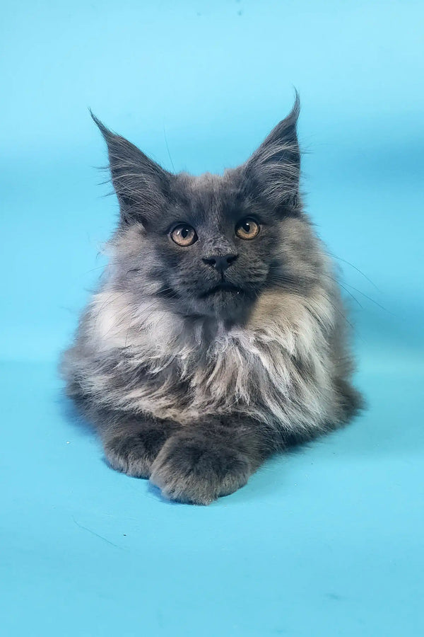 Fluffy gray Maine Coon cat named Charlie in a cute kitten pose