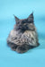 Fluffy gray Maine Coon cat named Charlie, the adorable Maine Coon kitten