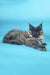 Gray Maine Coon cat in the Charlie Maine Coon Kitten product display