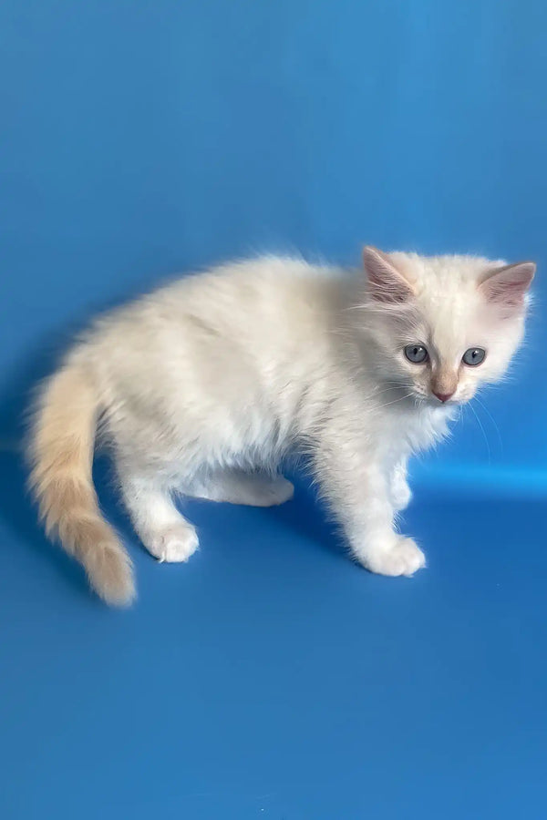 Charlie | ragdoll kitten
