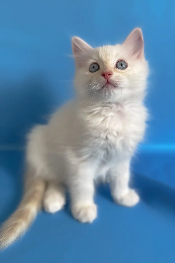 Charlie | ragdoll kitten