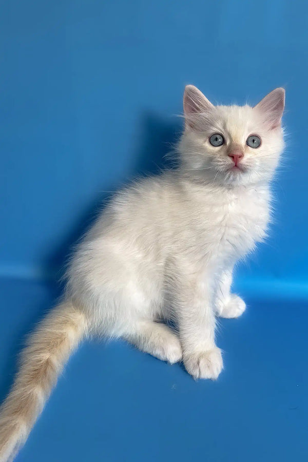 Charlie | ragdoll kitten