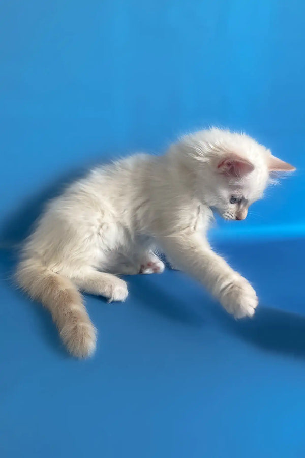 Charlie | ragdoll kitten