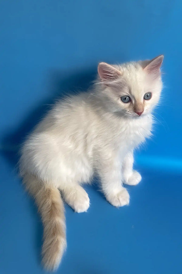 Charlie | ragdoll kitten