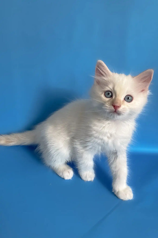 Charlie | ragdoll kitten