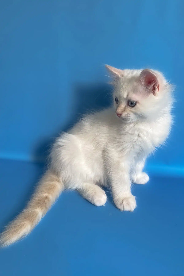 Charlie | ragdoll kitten