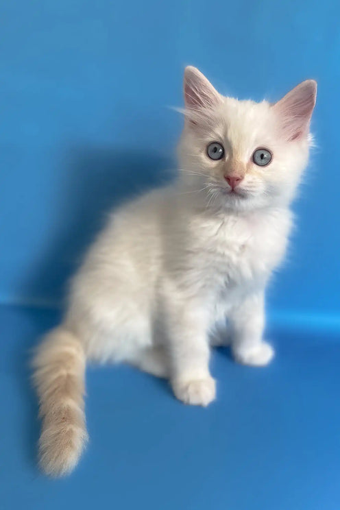 Can You Buy Domestic Shorthair Cats from a Breeder? Expert Guide