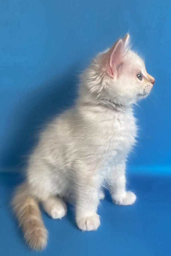 Charlie | ragdoll kitten