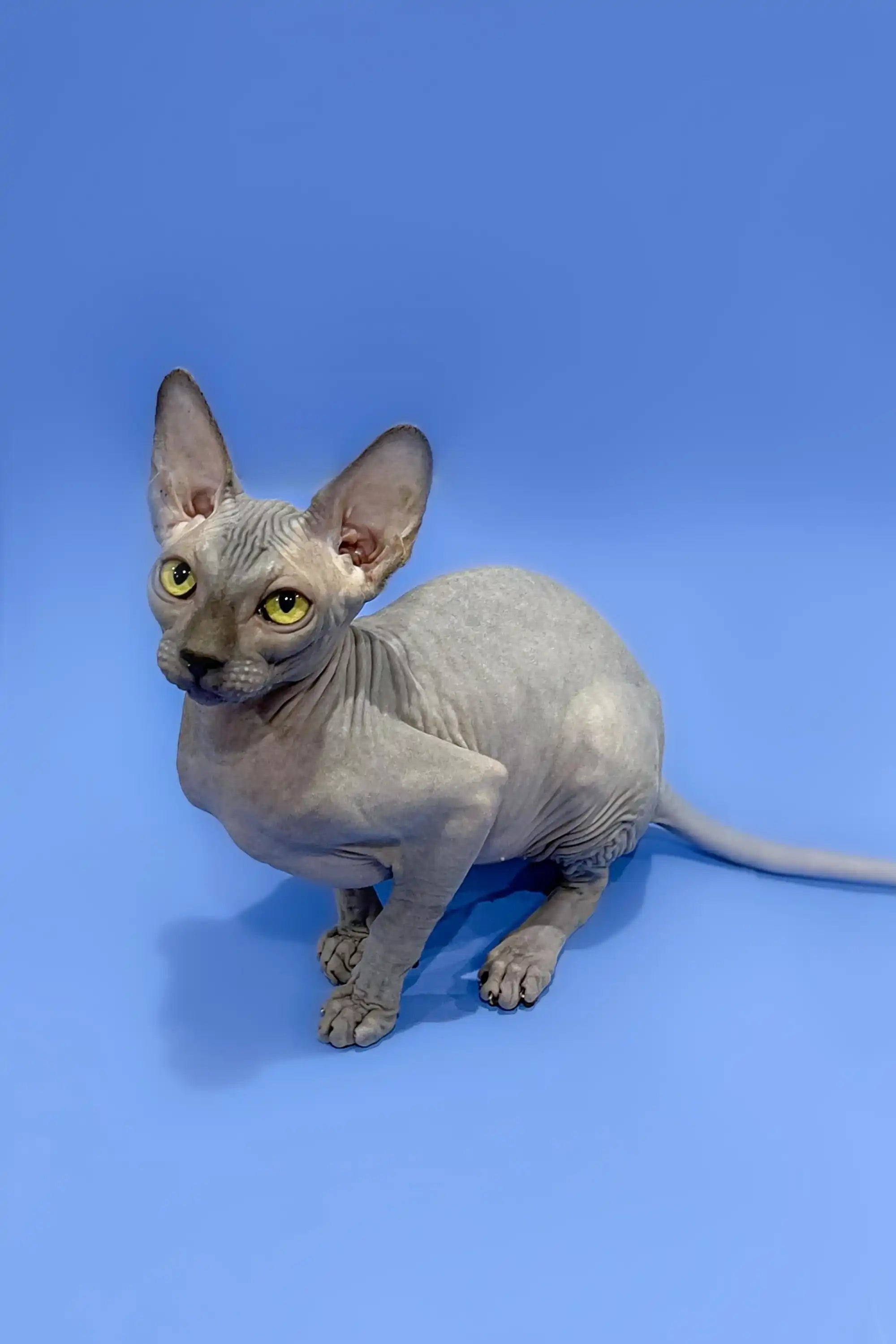 Hairless Sphynx Cats & Kittens for Sale Charlotte | Kitten