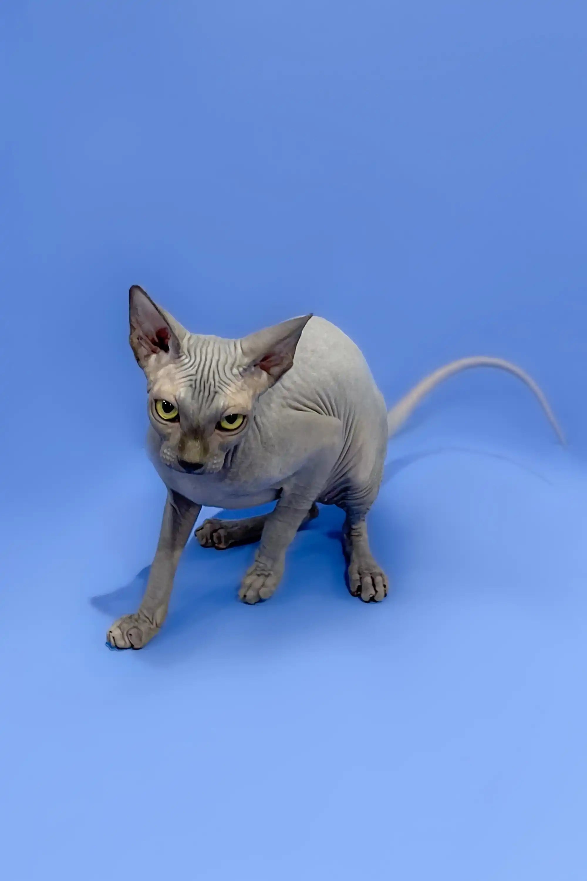 Hairless Sphynx Cats & Kittens for Sale Charlotte | Kitten