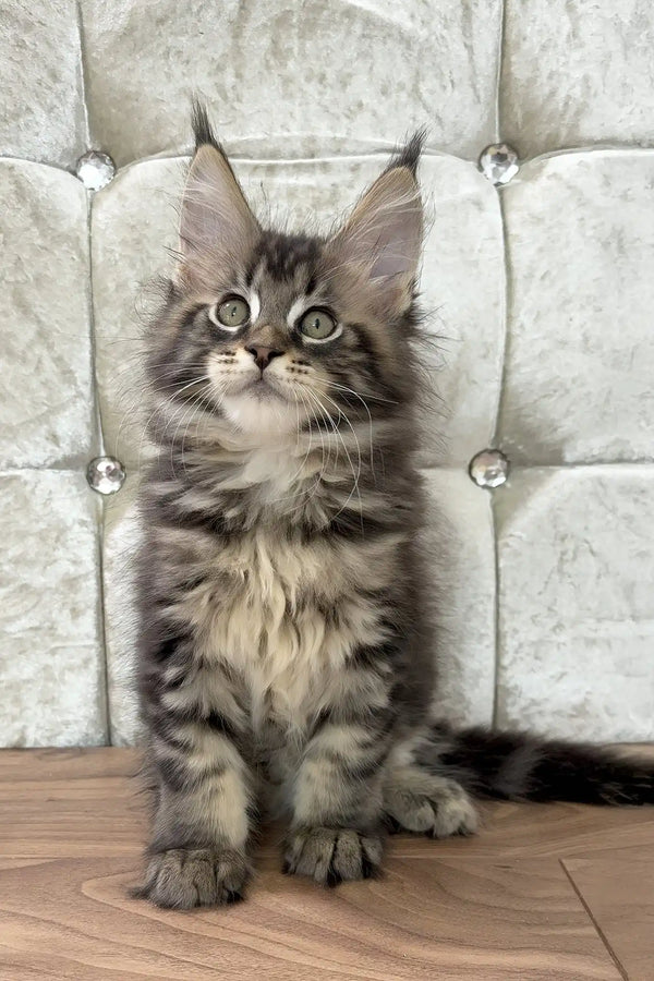 Chase | maine coon kitten