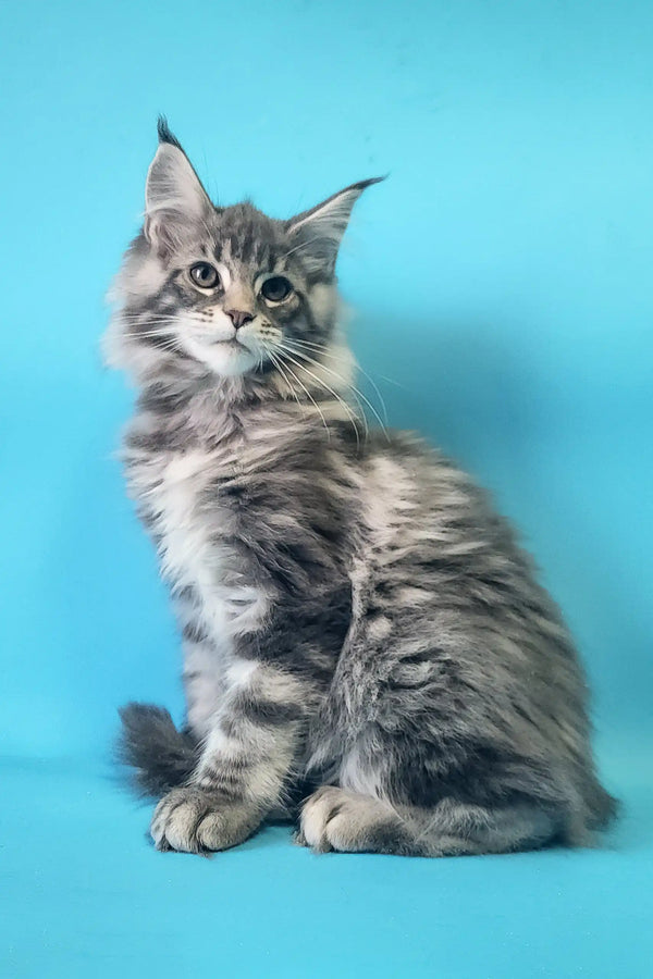 Gray tabby Maine Coon kitten named Chase looking adorable and playful