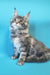 Gray tabby Maine Coon kitten named Chase looking adorable and playful