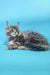 Gray tabby Maine Coon kitten named Chase, adorable and playful pet