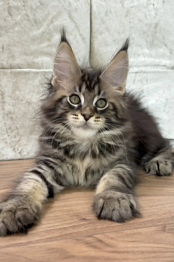Chase | maine coon kitten