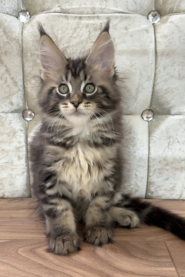 Chase | maine coon kitten