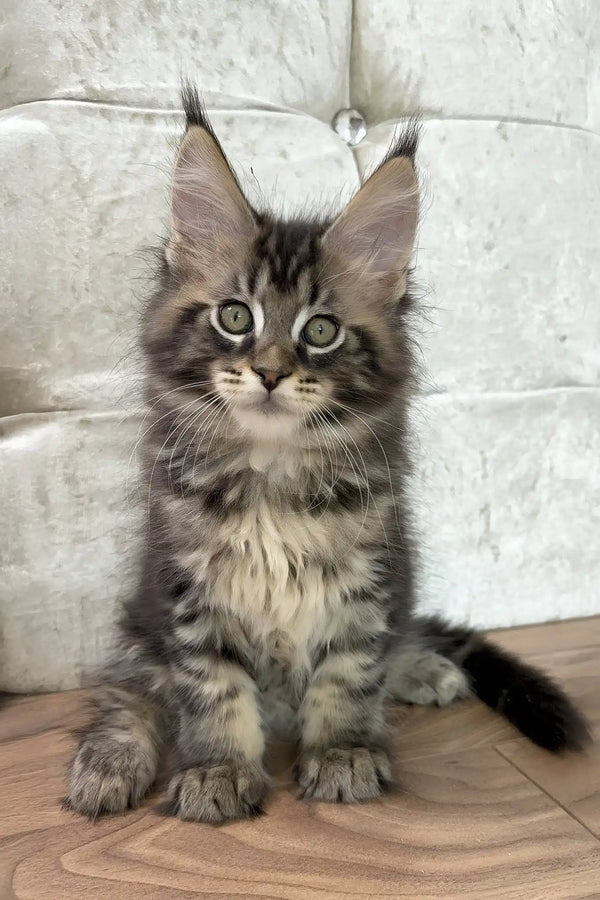 Chase | maine coon kitten