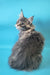 Gray tabby Maine Coon cat named Chase in a cozy setting, looking adorable and playful