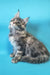 Gray tabby Maine Coon kitten named Chase looking adorable and playful