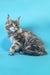 Gray tabby Maine Coon kitten named Chase, cute and playful pet for your home