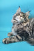 Gray tabby Maine Coon kitten named Chase looking playful and adorable