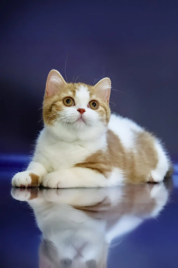 Chelsey | munchkin kitten