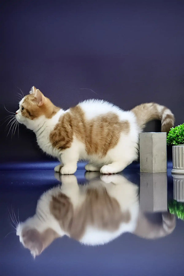 Chelsey | munchkin kitten