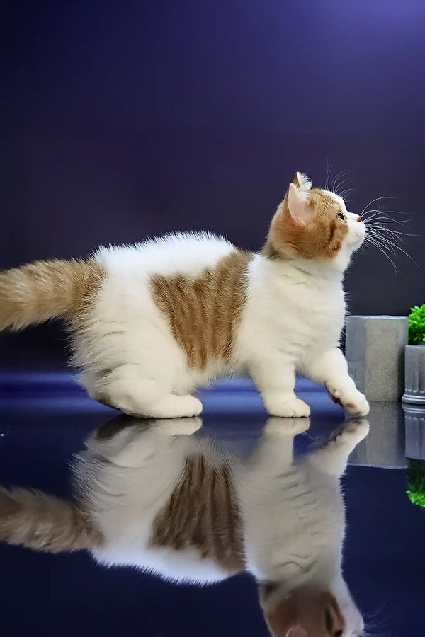 Chelsey | munchkin kitten