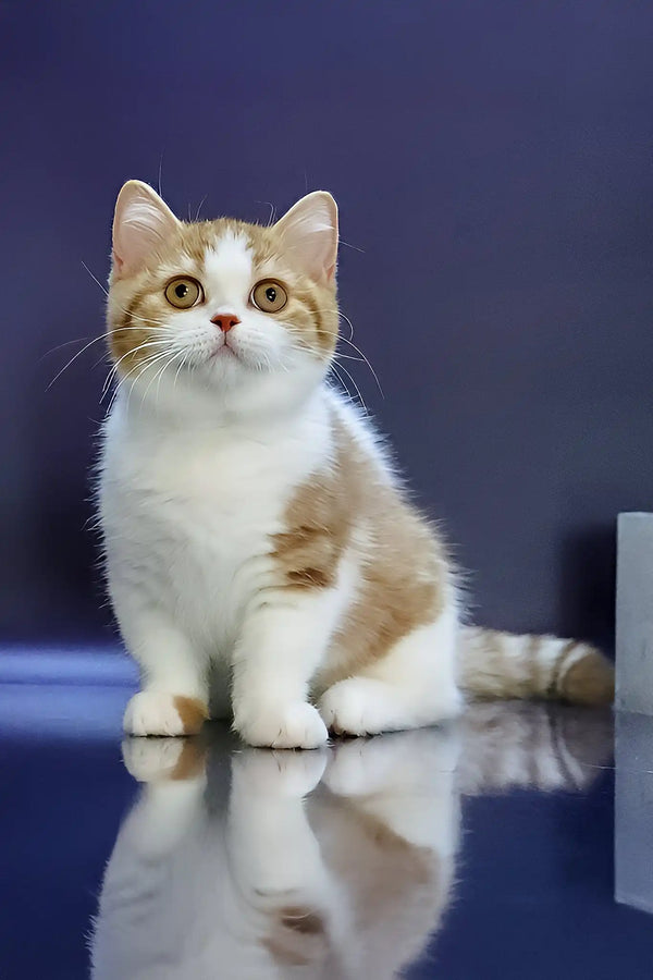 Chelsey | munchkin kitten
