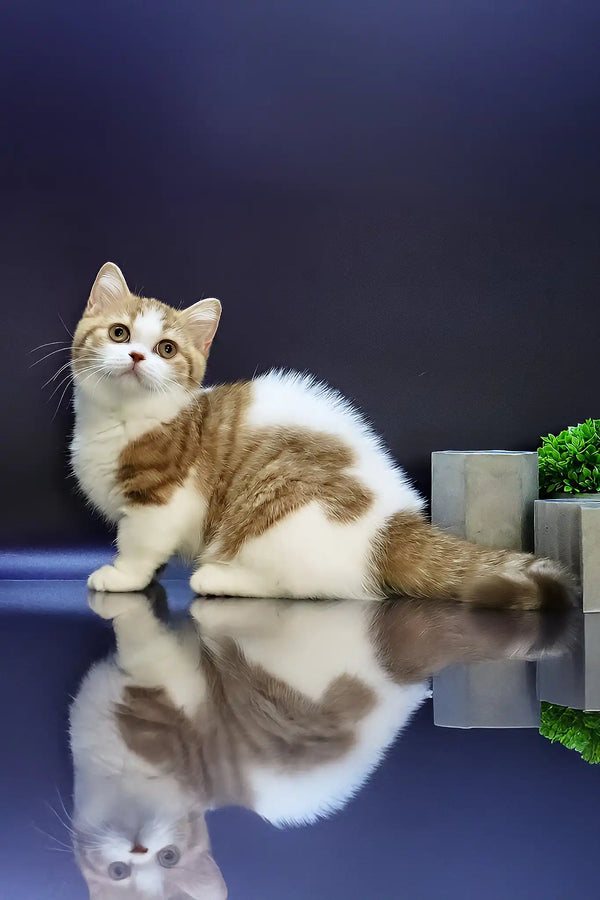 Chelsey | munchkin kitten