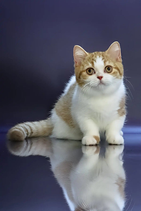 Chelsey | munchkin kitten