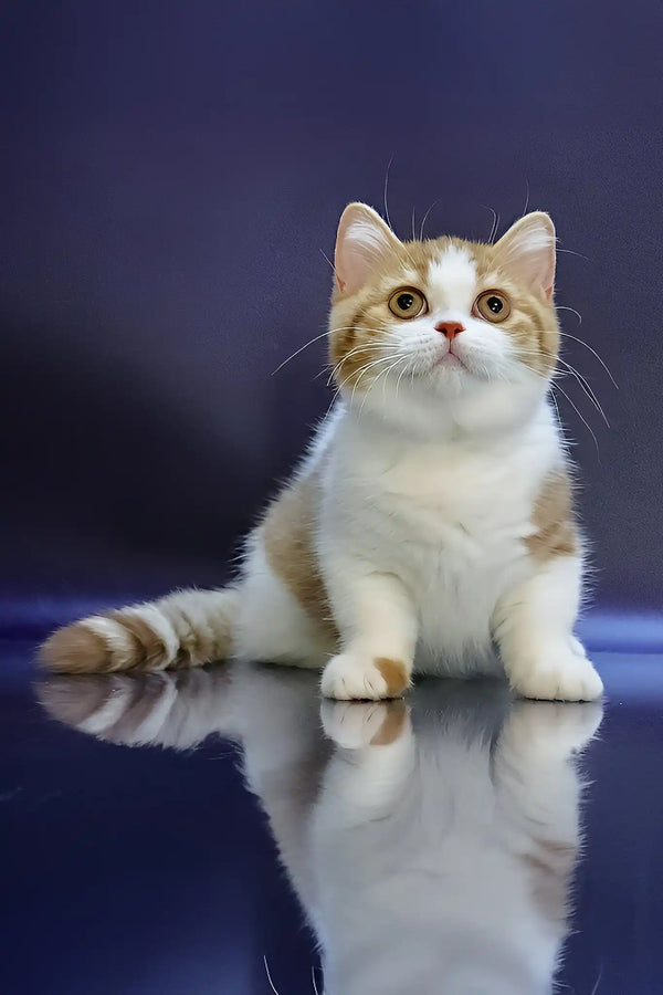 Chelsey | munchkin kitten