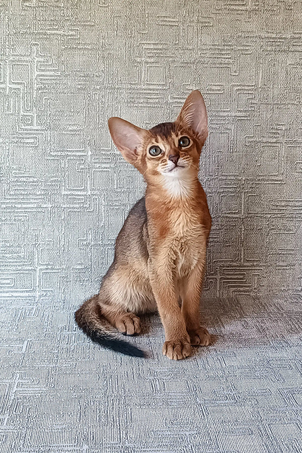 Cute Abyssinian kitten with shiny copper fur named Cherry