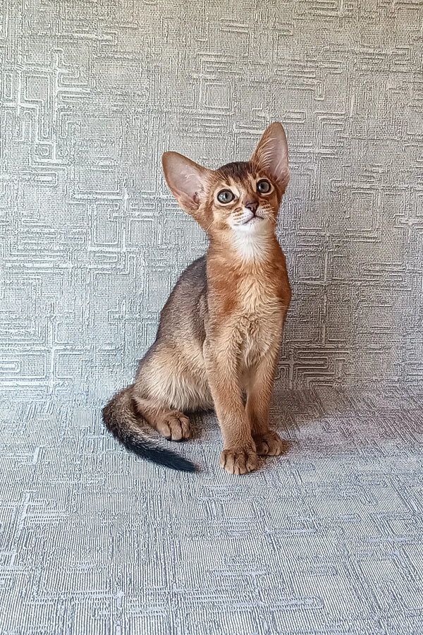 Cute Abyssinian kitten named Cherry with big ears ready for a new home