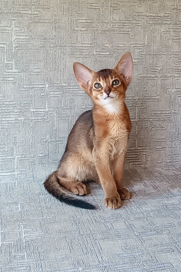 Cute Abyssinian kitten named Cherry with big ears ready for a new home