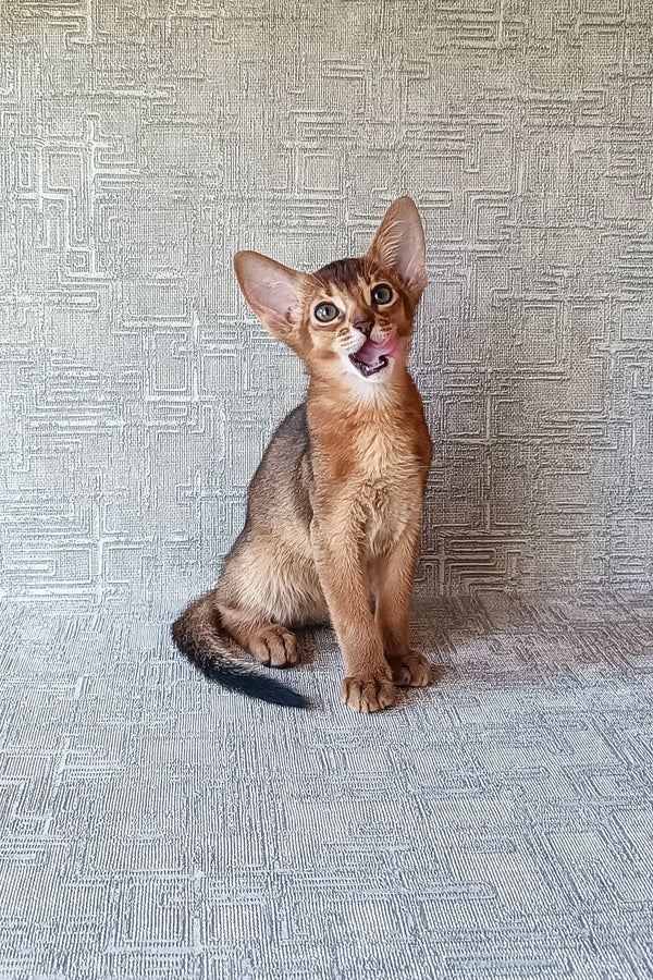 Abyssinian kitten Cherry licking its lips, showing off her playful side