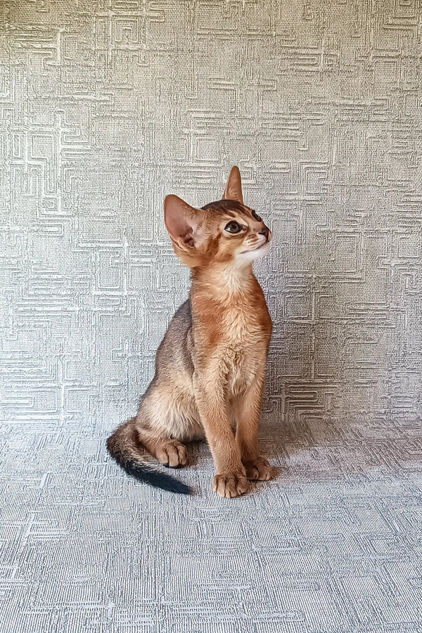 Cute Abyssinian kitten with reddish-brown fur named Cherry, perfect for cat lovers