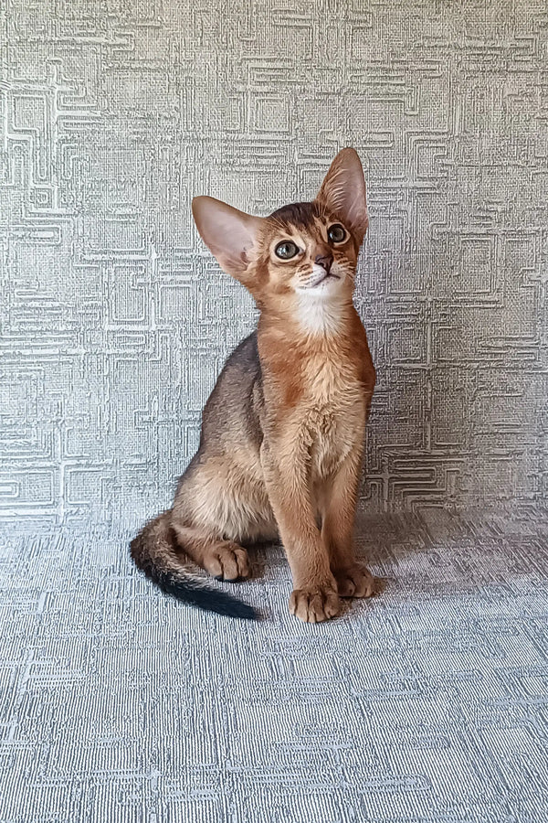 Cute Abyssinian kitten named Cherry with a reddish-brown ticked coat