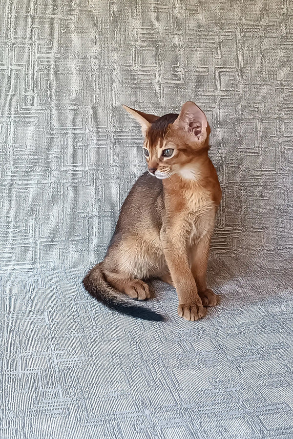 Cute Abyssinian kitten named Cherry with beautiful reddish-brown fur
