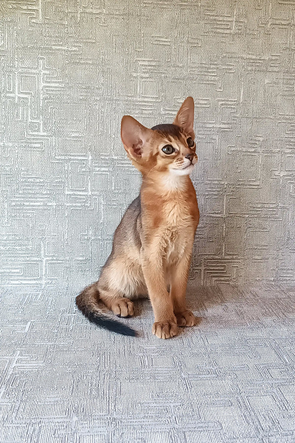Abyssinian kitten named Cherry with adorable reddish-brown fur