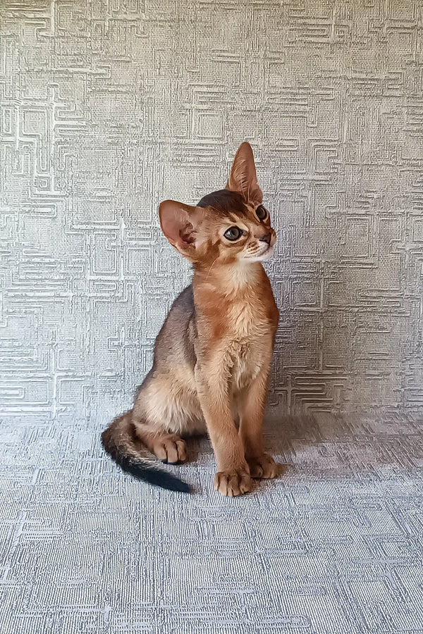 Abyssinian kitten with reddish-brown fur named Cherry, super cute and playful