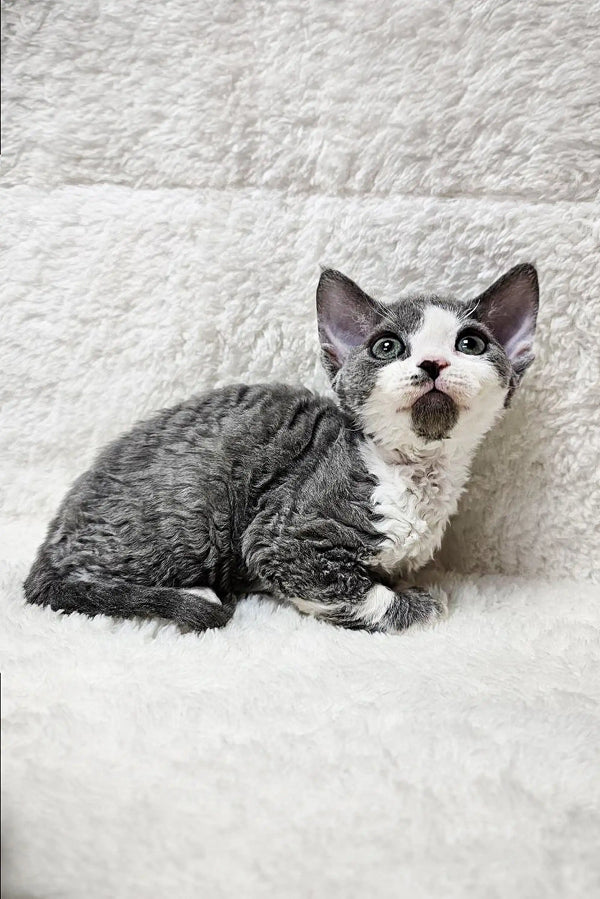 Gray and white Devon Rex kitten with wide eyes sitting on a stylish textured surface
