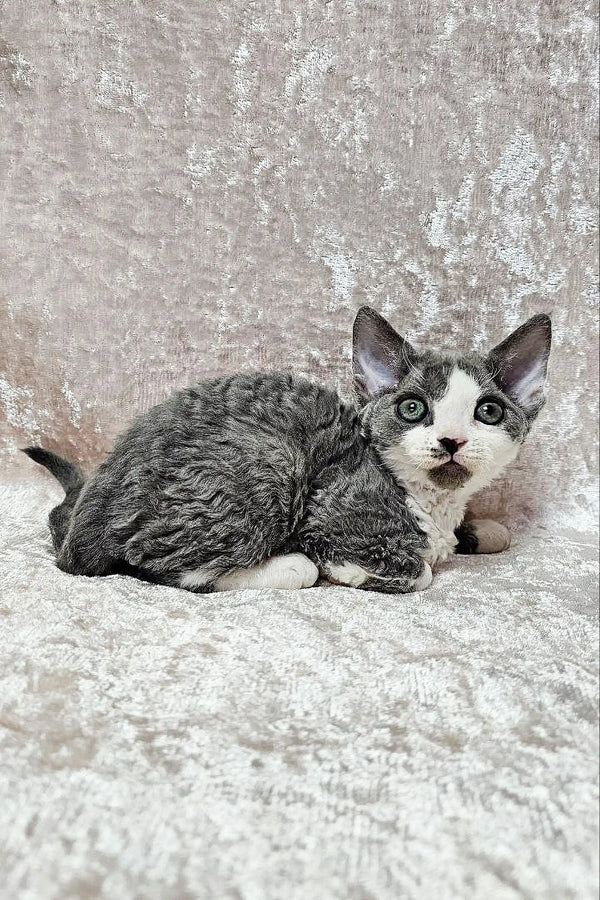 Gray and white Devon Rex kitten with wide eyes sitting on a textured surface