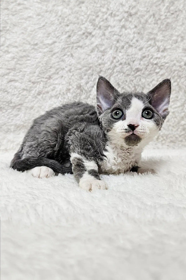 Gray and white Devon Rex kitten with wide eyes sitting on textured surface