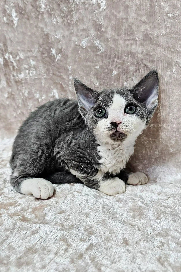 Gray and white Devon Rex kitten with big eyes on a cool textured surface
