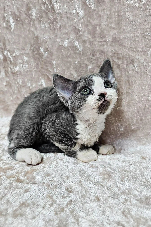 Gray and white Devon Rex kitten with big eyes on a cozy textured surface
